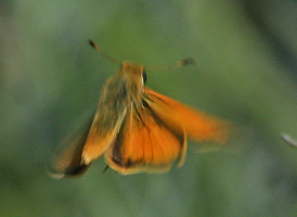Delaware Skipper
